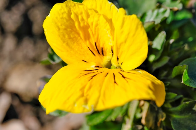 First spring flowers of violets bloom