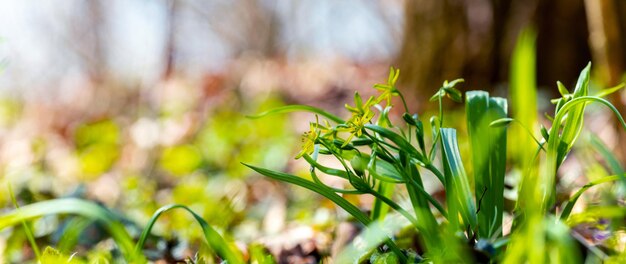 The first spring flowers in the woods in sunny weather