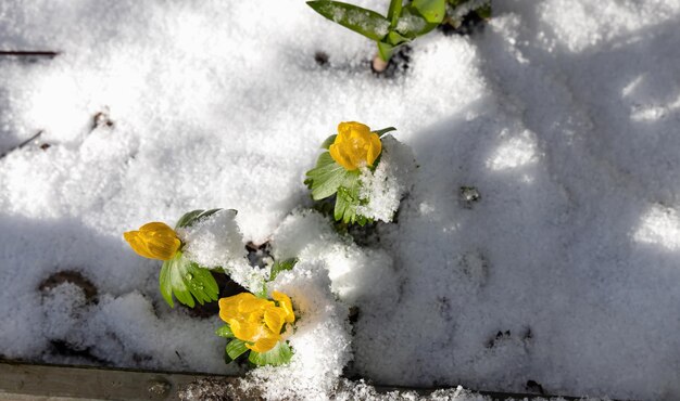 First spring flowers yellow erantis vernalis flower under the snow