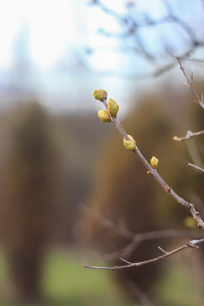 The first spring green buds and leaves on tree branches.