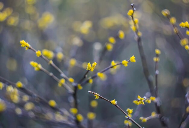 The first spring green buds and leaves on tree branches.