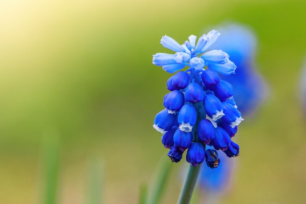 First spring muscari closeup Blue flowers in the garden Natural background place for text