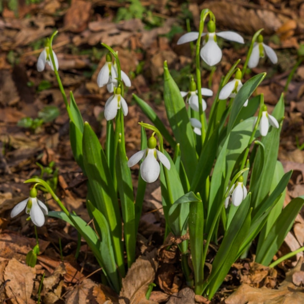 First spring snowdrop flowers in bloom; horizontal.