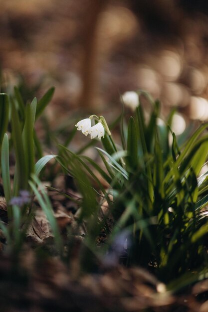 Foto primi fiori di bucaneve primaverili