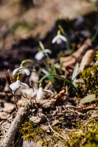 The first spring white flowers. snowdrops