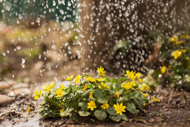 первые весенние желтые цветы жабника чистяка под каплями дождя
