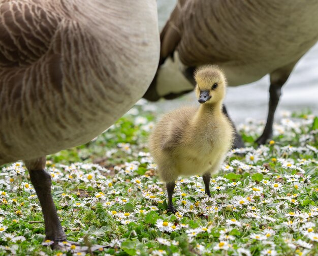 Photo first steps