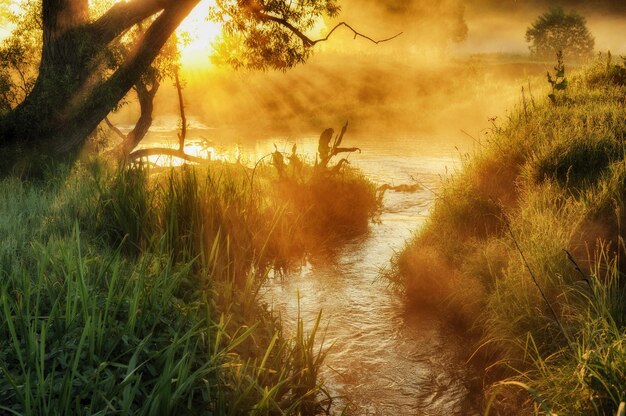 The first sunrays on the river in a foggy dawn