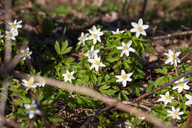 The first white forest flowers in the spring season, forest flowering plants in the spring