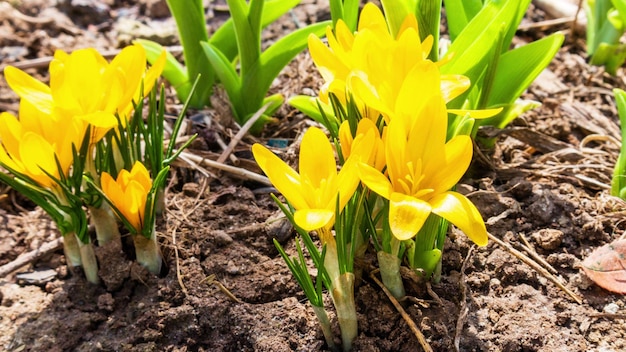 First yellow crocus flowers spring saffron