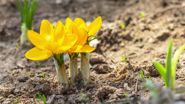 First yellow crocus flowers spring saffron