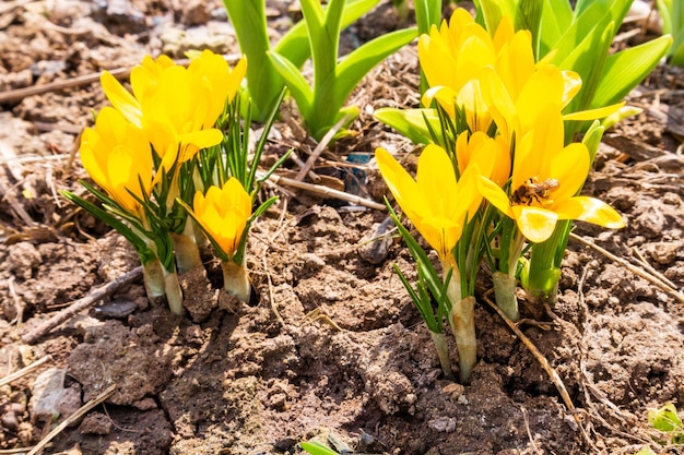 First yellow crocus flowers spring saffron