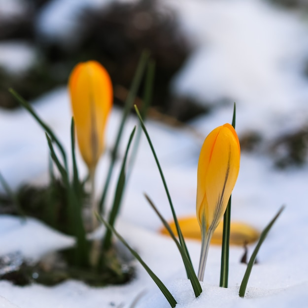 The first yellow crocuses from under the snow in the garden on a sunny day