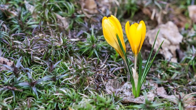 I primi crochi gialli nel giardino primaverile