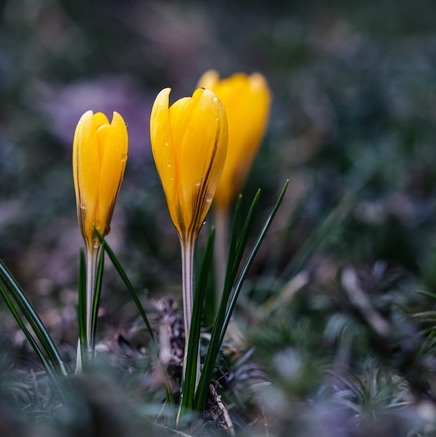 The first yellow crocuses with raindrops in the spring garden