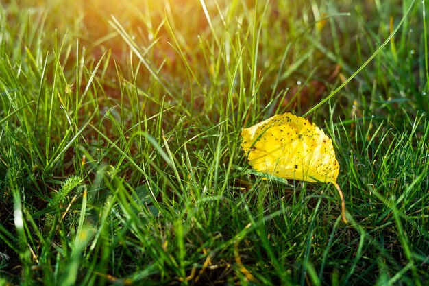 The first yellow leaf in the green grass Early autumn