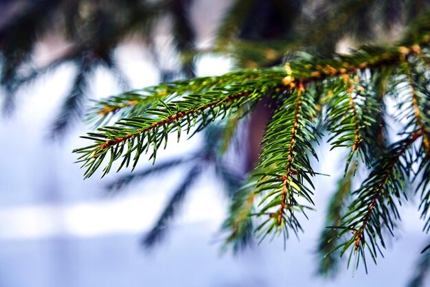 Firtree branches of spruce winter forest closeup