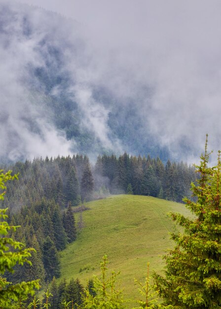 The firtree forest in the fog