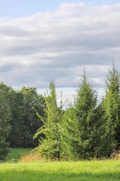 Firtrees and green grass Summer landscape