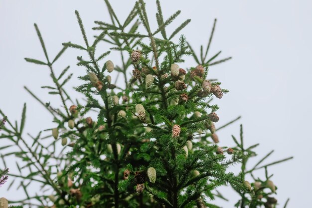 Photo firtrees with a lot of cones in a forest wild nature in countryside at summer evergreen plants