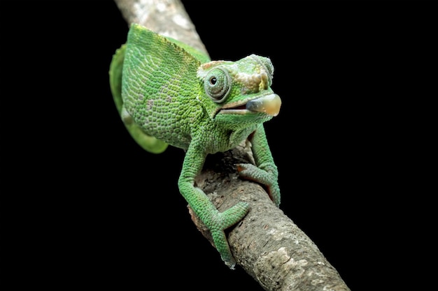 fischer chameleon walking on branch, female fischer chameleon isolated on black background