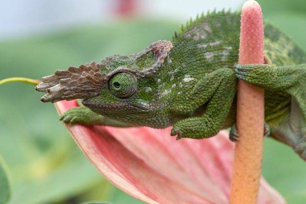 Fischer kameleon close-up foto's