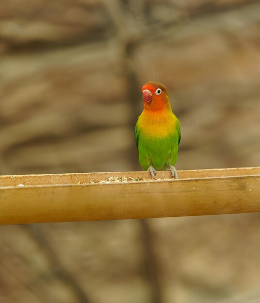 枝にコザクラインコ