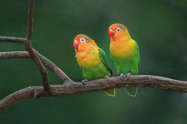 Fischers lovebird