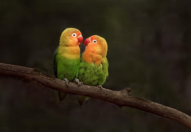 Fischers lovebird