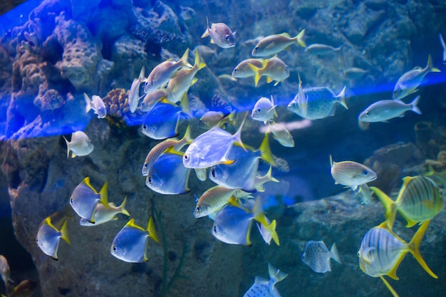 水族館の魚 水族館で泳いでいる魚