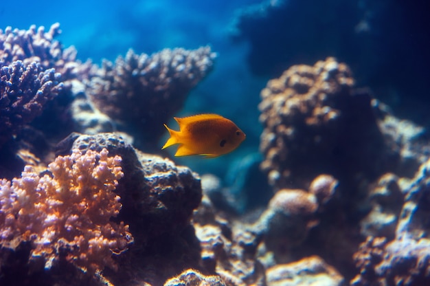 Рыба в аквариуме на Красном море