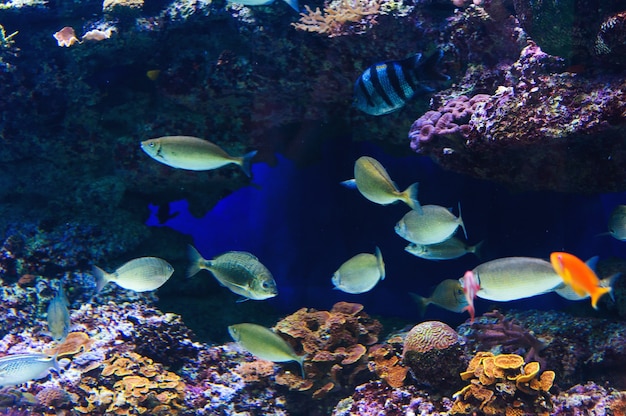 Рыба в аквариуме на Красном море