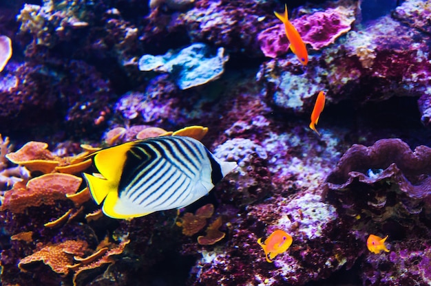 Fish in an aquarium on the red sea