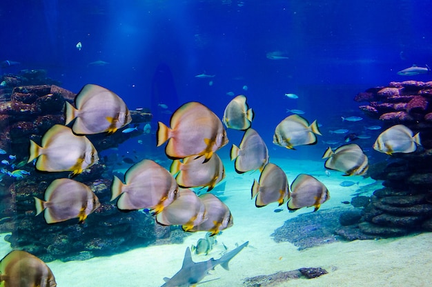 Fish in an aquarium on the red sea