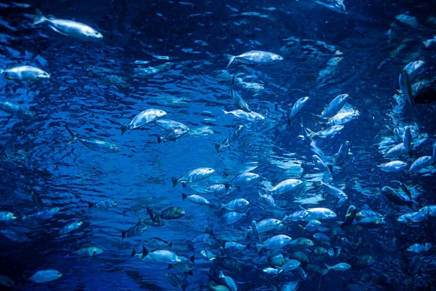 水生動物の下で水族館で魚