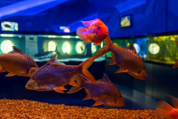 魚のバーバス鯛は透明な水族館で泳ぐ