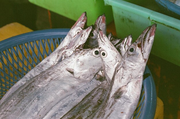 Photo fish in basket