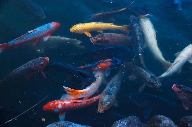 Photo fish breeding japanese fish japanese koi