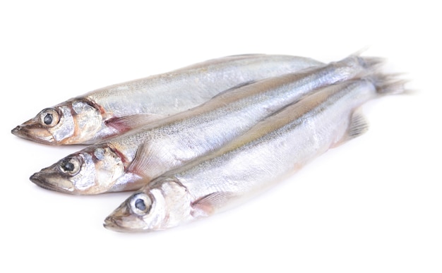 Fish capelin isolated