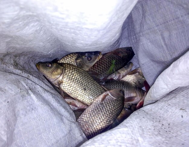 Fish carp in a bag Fish catch of fish