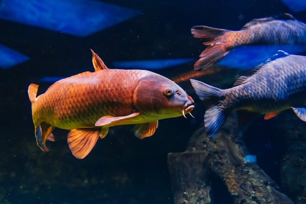 I pesci carpa cyprinus nuotano sotto l'acqua blu