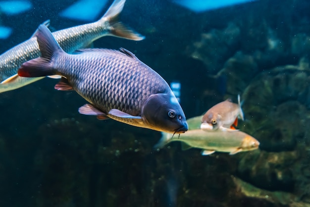 Fish carp cyprinus swim under blue water