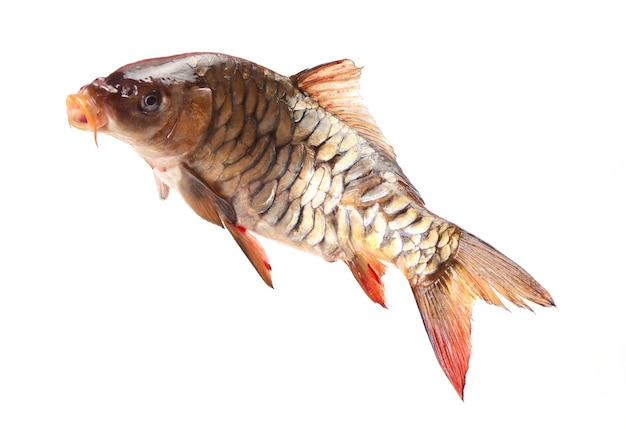 Fish carp on white background