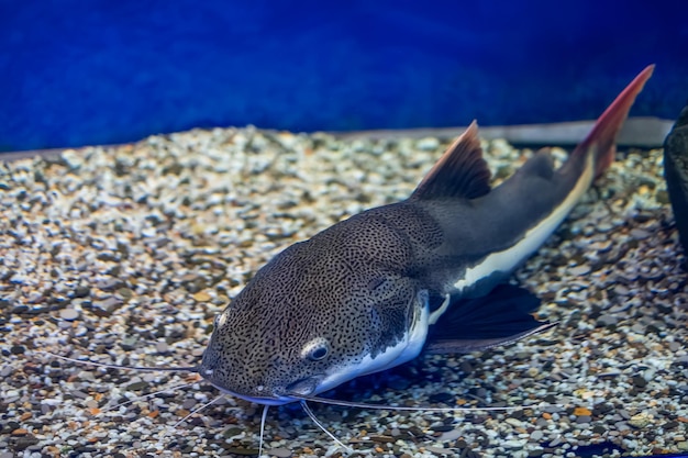 水族館の底に魚ナマズが潜んでいて、犠牲者を待っています