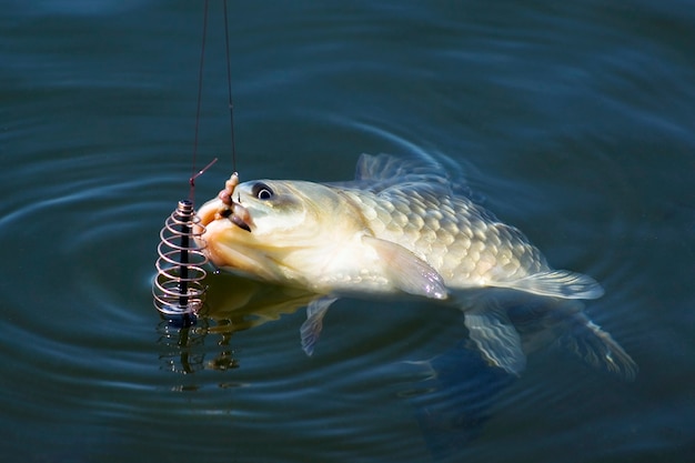 Fish caught on the hook. Fishing.