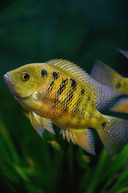 Fish Cichlasoma bocourti in the aquarium (neetroplus bocourti, herichthys bocourti). Vertical