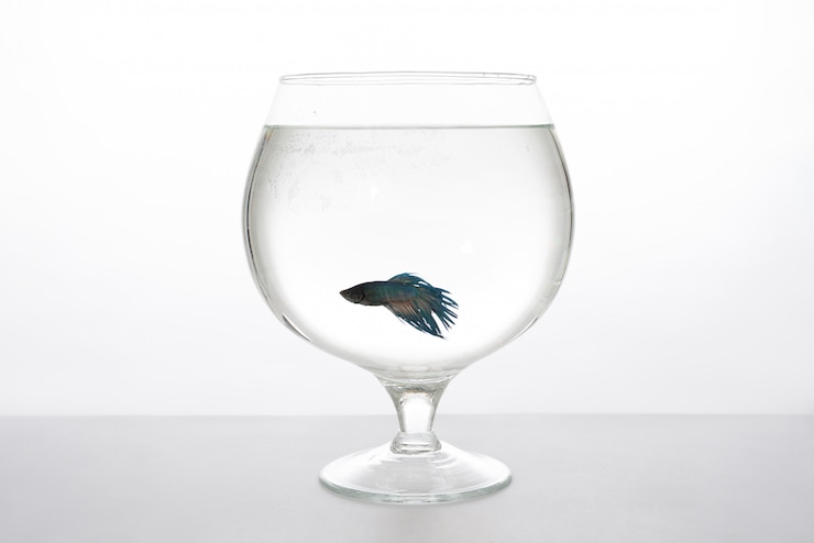 Photo fish in clean water