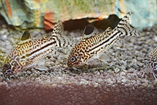 Pesce. corydoras julii in acquario