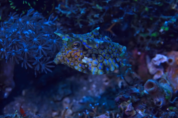 水中の魚牛/エキゾチックな小魚の水中シーン、海のサンゴ礁、頭蓋骨の魚