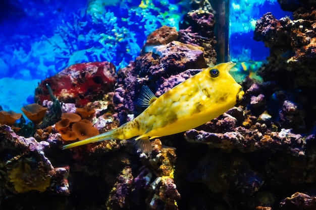 Pesce cowfish longhorn nuotare in un grande acquario luminoso tra le scogliere